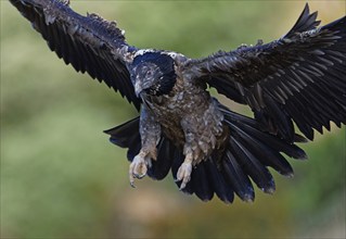 Young bearded vulture (Gypaetus barbatus), approaching, Catalonia, Pyrenees, Spain, Europe