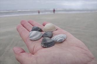 Cockles (Cardiidae), hand, beach, Langeoog, Germany, mussels lying in the outstretched hand. In the