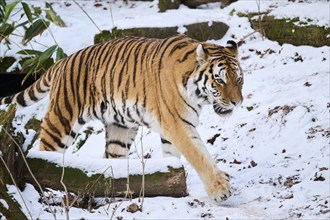 Siberian tiger (Panthera tigris altaica) walking in the snow in winter, captive, Germany, Europe