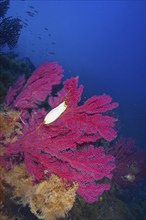 Egg capsule of large spotted catshark (Scyliorhinus stellaris) attached to Violescent sea-whip