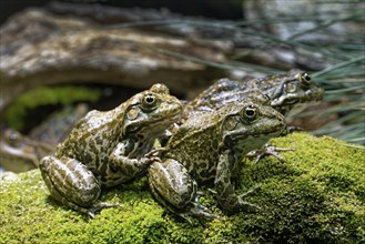 Sea frog (Pelophylax ridibundus), order of frogs in the family of true frogs, captive, occurring in