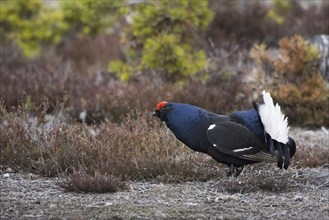 Black grouse, courtship behaviour, (Lyrurus tetrix), Sweden, Hamra, Hamra, Sweden, Europe