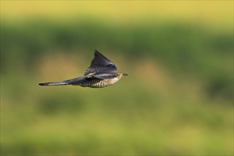 Cuckoo, (Cuculus canorus), flight photo, Worms district, Rhineland-Palatinate, Federal Republic of