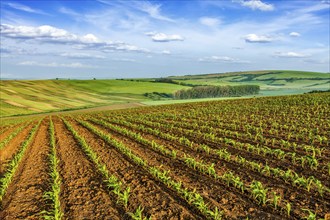 Rolling fields of Moravia, Czech Republic, Europe