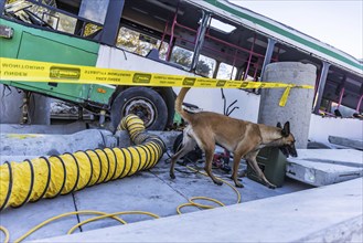 International disaster control exercise Magnitude with more than 1000 rescuers. Rescue dog