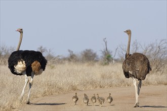 South African ostriches (Struthio camelus australis), two adults, male and female, standing on the