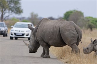 Southern white rhinoceroses (Ceratotherium simum simum), mother with calf, crossing the asphalt