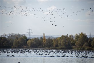 Wild geese resting on the water of a gravel lake, above geese approaching, Halberstadt,