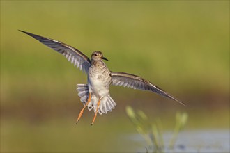 Ruff (Philomachus pugnax), female in flight, Narew, Bialystok, Podlasie, Poland, Europe