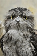 Tawny frogmouth (Podargus strigoides), portrait, captive, occurrence in Australia