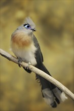 Crested coua (Coua cristata), captive, occurring in Madagascar