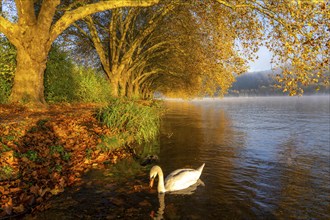 Autumnal colours at the Platanen Allee, Hardenberg Ufer, lakeside path at Lake Baldeney, near Haus