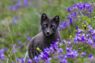 Dark arctic fox (Vulpes lagopus), ice fox, standing in a flower meadow, frontal, summer,