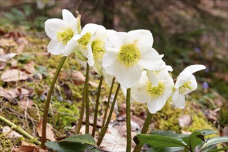 A group of white flowers with a yellow centre on mossy ground in the forest, Christmas rose