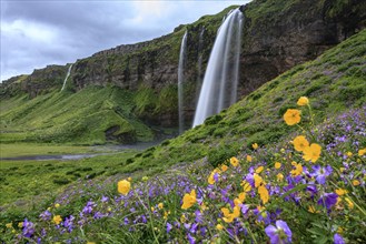 Waterfall on a steep slope, flower meadow, summer, cloudy, long exposure, Seljalandsfoss, Southwest