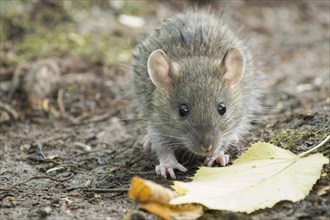 A juvenile Norway rat (Rattus norvegicus) on the ground next to a yellow leaf in the forest. Quiet