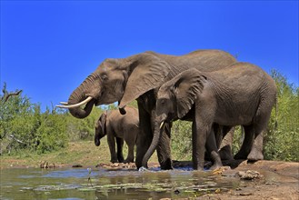 African elephant (Loxodonta africana), adult, juvenile, group, at the water, drinking, Kruger