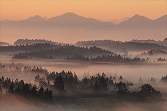 Morning fog over trees, mountains, near Bad Kohlgrub, Bavarian Alps behind, Bavaria, Germany,