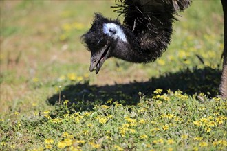 Emu (Dromaius novaehollandiae), adult, portrait, foraging, feeding, Mount Lofty, South Australia,