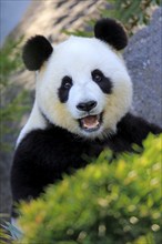 Giant Panda (Ailuropoda melanoleuca), adult feeding, Adelaide, South Australia, Australia, captive,