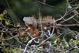 Green iguana (Iguana iguana), red form, on tree, Wakodahatchee Wetlands, Delray Beach, Florida,