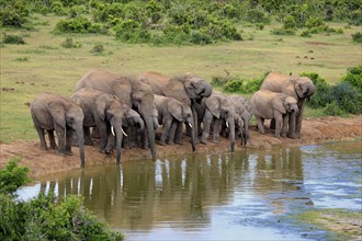 African elephant (Loxodonta africana), herd at waterhole, drinking, Addo Elephant National Park,