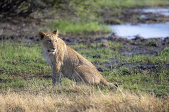 Lion (Panthera leo), sitting young, Khwai, Okavango Delta, Moremi Game Reserve, Botswana, Africa