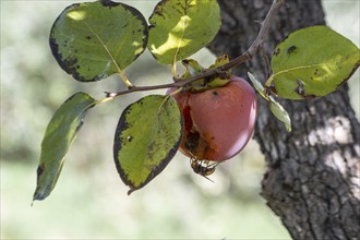 Hornet (Vespa crabro) on persimmon (Diospyros virginiana), Sicily, Italy, Europe