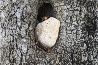 Hornets (Vespa crabro) at the nest entrance in an olive tree, Sicily, Italy, Europe