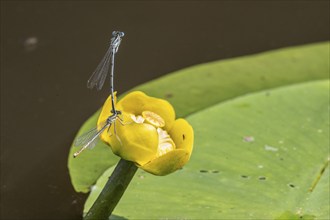 Azure damselflies (Coenagrion puella) laying eggs, Emsland, Lower Saxony, Germany, Europe