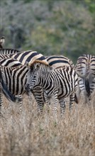 Plains zebras (Equus quagga), young animal in the herd, in high grass, Kruger National Park, South