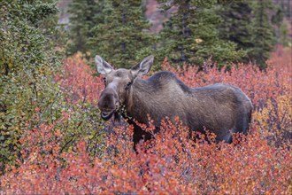 Elk (Alces alces), cow moose, eating huckleberry bushes, autumn colours, Denali National Park,