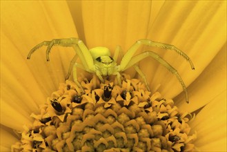 Goldenrod crab spider (Misumena vatia) sitting in wait on a yellow flower, Hesse, Germany, Europe