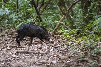 Collared peccary (Pecari tajacu) foraging in the rainforest, Corcovado National Park, Osa,