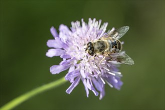 Drone fly (Eristalis interrupta) on water mint (Mentha aquatica), Emsland, Lower Saxony, Germany,