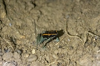 Golfodulcean poison frog (Phyllobates vittatus), sitting in a burrow, Corcovado National Park, Osa,