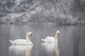 Mute swans (Cygnus olor), swimming, snowfall, winter, Hesse, Germany, Europe