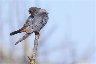 Red-footed Falcon, (Falco vespertinu), perching station, falcon family, Tower Hide, Tiszaalpár,