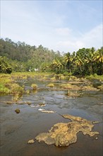 Periyar River, Thekkady, Kerala, India, Asia