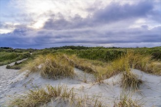 North Sea island of Spiekeroog, East Frisia, Lower Saxony, Germany, dune landscape, in the eastern