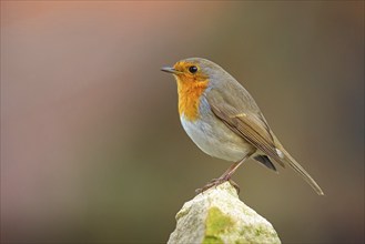 Robin, (Erithacus rubecula), Tiszaalpár, Kiskunsági National Park, Bács-Kiskun, Hungary, Europe