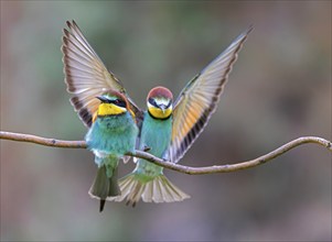 Bee-eater (Merops apiaster) male, female, pair, mating, landing, Saxony-Anhalt, Germany, Europe