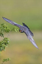 Red-footed Falcon, (Falco vespertinu), flight photo, falcon family, Tower Hide, Tiszaalpár,