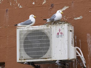 Black-legged kittiwake (Rissa tridactyla), breeding birds at nest, built on top of fishing harbour