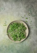 Fresh micro-greenery, on a plate, top view, no people