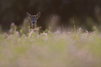 Roebuck in the clover field, Wittlich, Rhineland-Palatinate, Germany, Europe