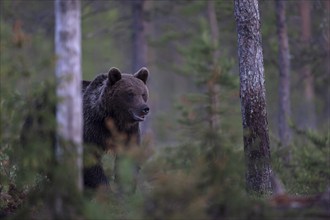 Brown bear (Ursus arctos) in the Finnish taiga, Kuusamo, Finland, Europe