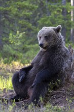 European brown bear, Karelia, Finland, Europe