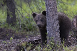 European brown bear, Karelia, Finland, Europe