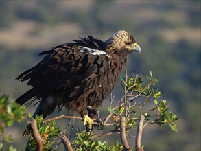 Spanish imperial eagle (Aquila adalberti), El Millaron Imperial Eagle Hid, Salorino, Extremadura